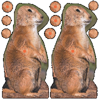 Birchwood Casey Shoot-n-c, Bir 34786 Shoot-n-c Prairie Chuck 12pk