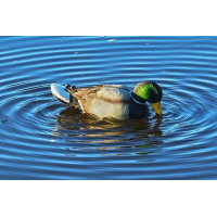 Mojo Decoy, Mojo Hw2443 Rippler Decoy