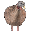 Avian-X LCD Breeder Hen Decoy