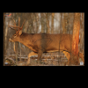 Birchwood Casey Eze-scorer, Bir 37481 Eze-scorer 23x35 Whitetail Deer 2pk