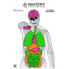 Action Target Inc Anatomy, Action Gsanatomy100 Anatomy 100 Bx