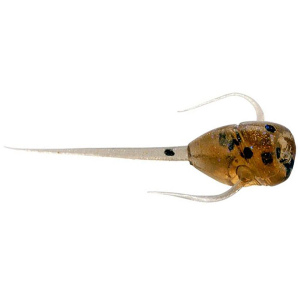13 Fishing Paralyzer Superior Soft Plastics | Panfish Whiskey Sour; 25 mm