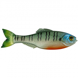 6th Sense Panorama Swimbait | 4K Bluegill; 5 in.