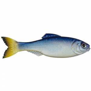 6th Sense Panorama Swimbait | Glass Minnow; 5 in.