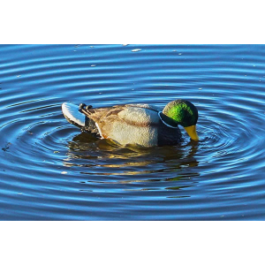Rippler Mallard Drake Motion Duck Decoy
